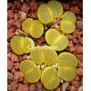 Vivid Green - Plant